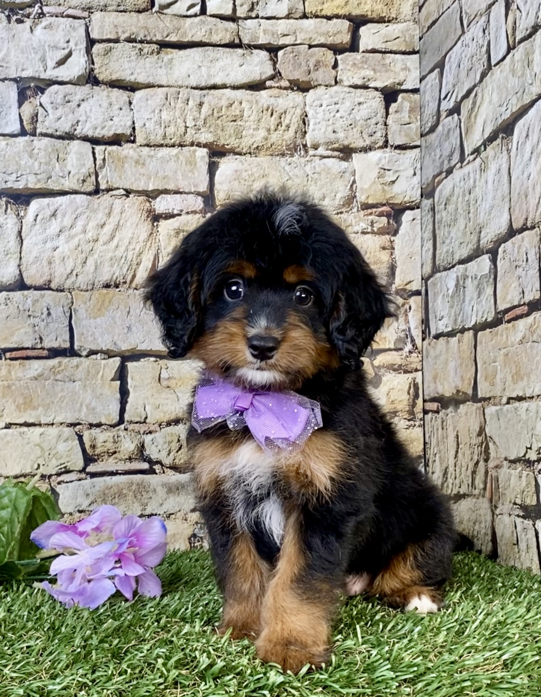 Photo of Ms. Nilla the Mini-Bernedoodle puppy