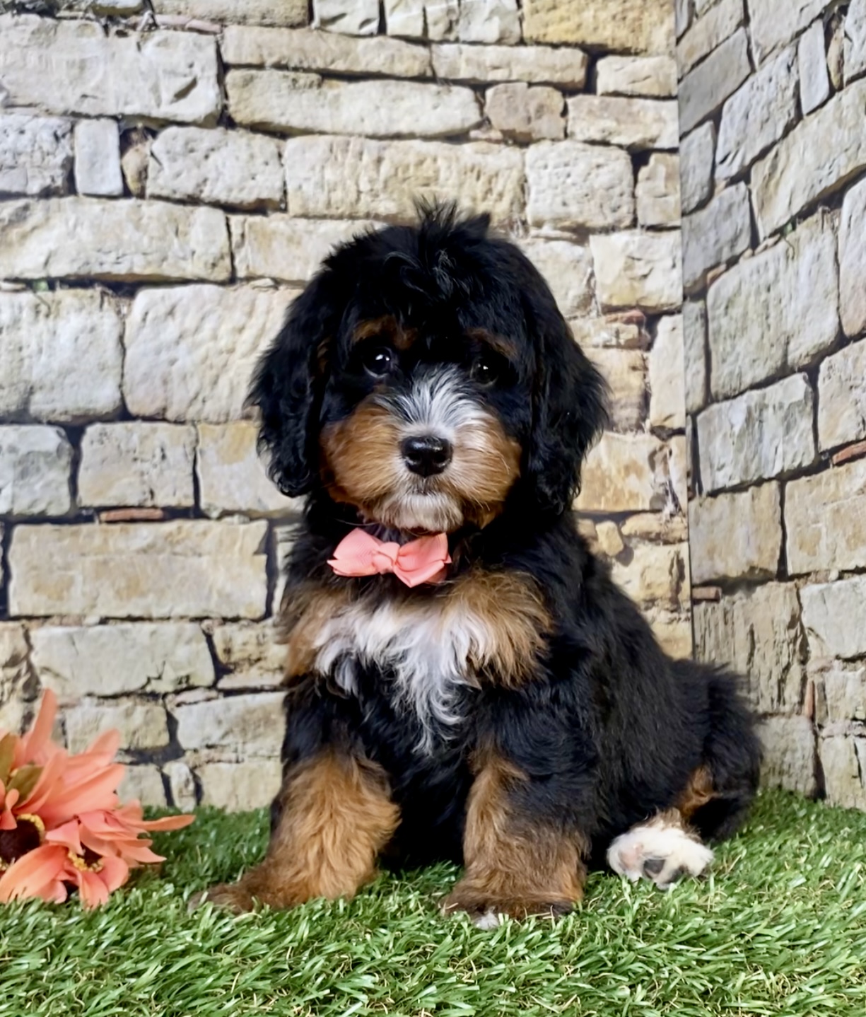 Photo of Ms. Noel the Mini-Bernedoodle puppy