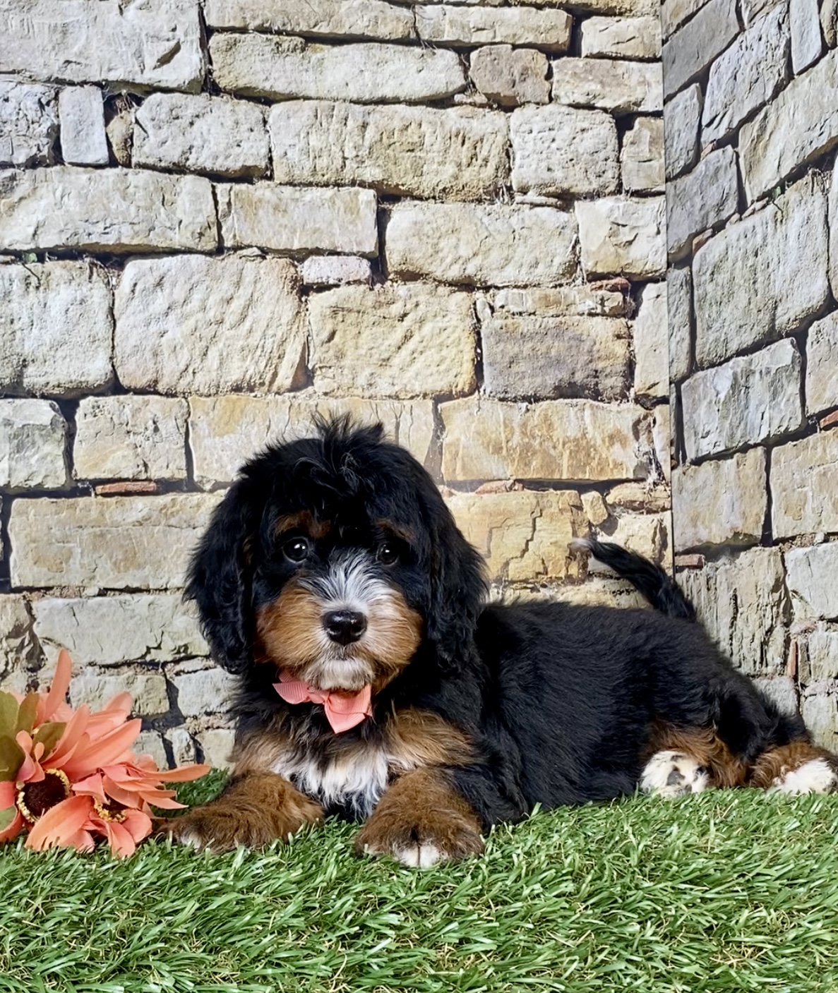 Photo of Ms. Noel the Mini-Bernedoodle puppy