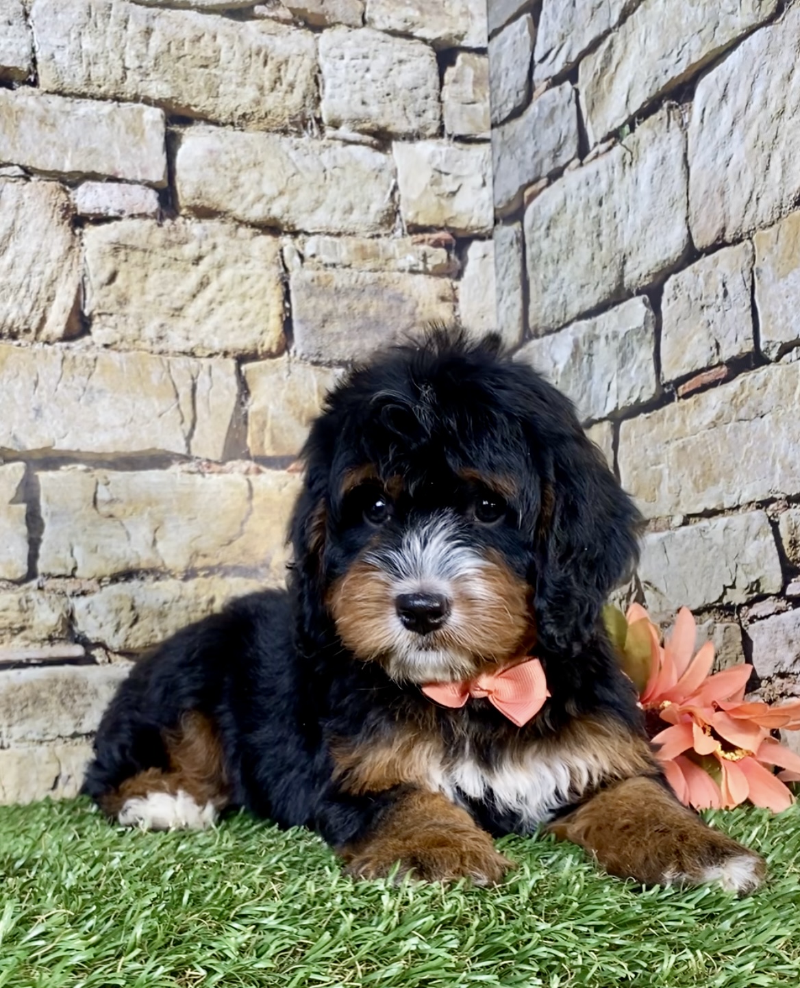 Photo of Ms. Noel the Mini-Bernedoodle puppy