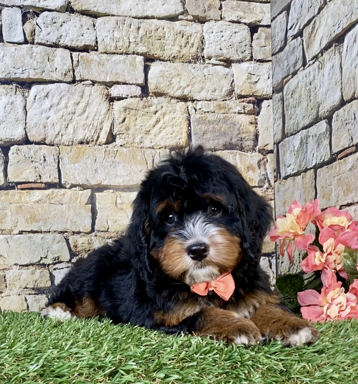 Photo of Ms. Noel the Mini-Bernedoodle puppy