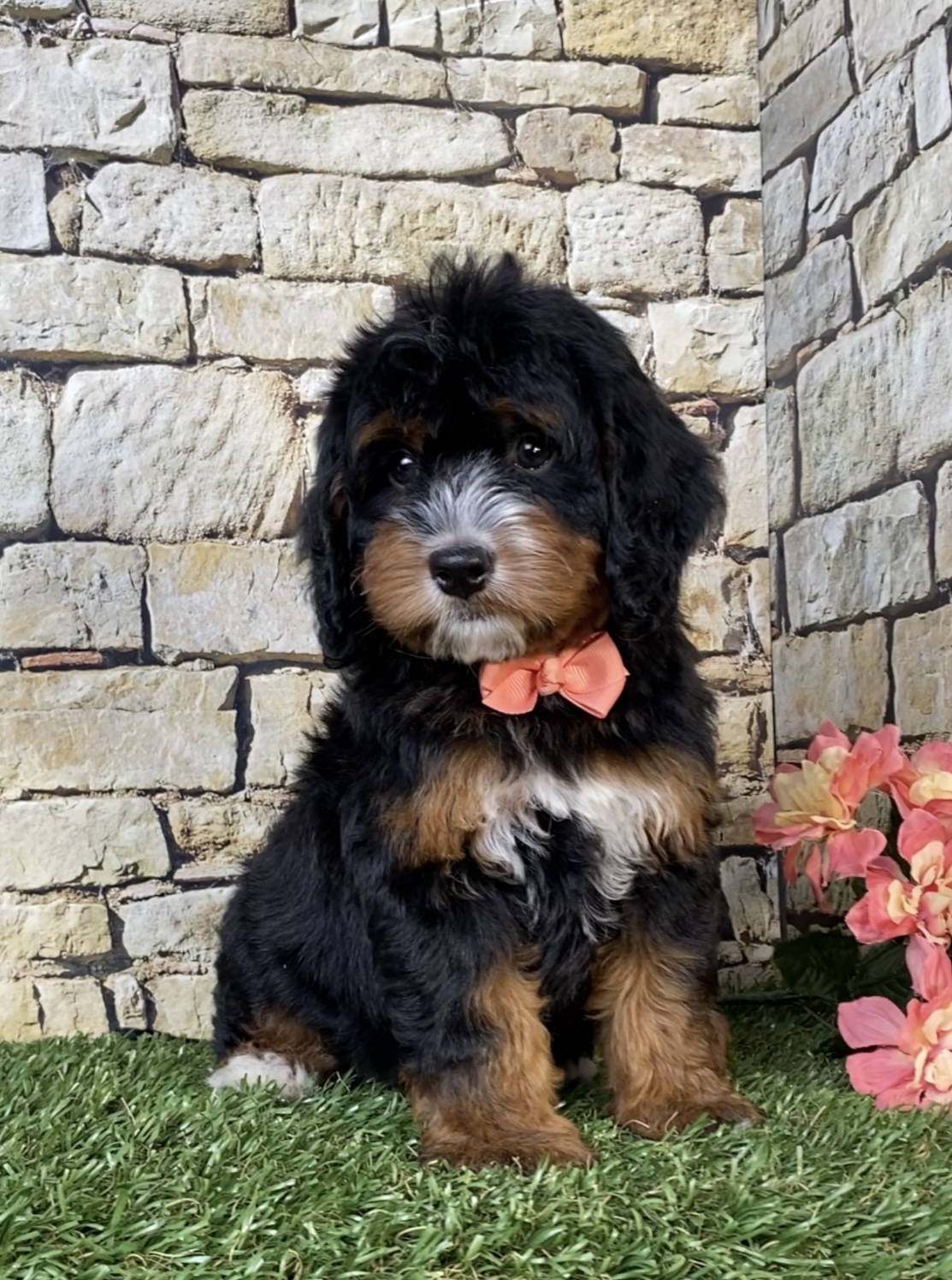 Photo of Ms. Noel the Mini-Bernedoodle puppy