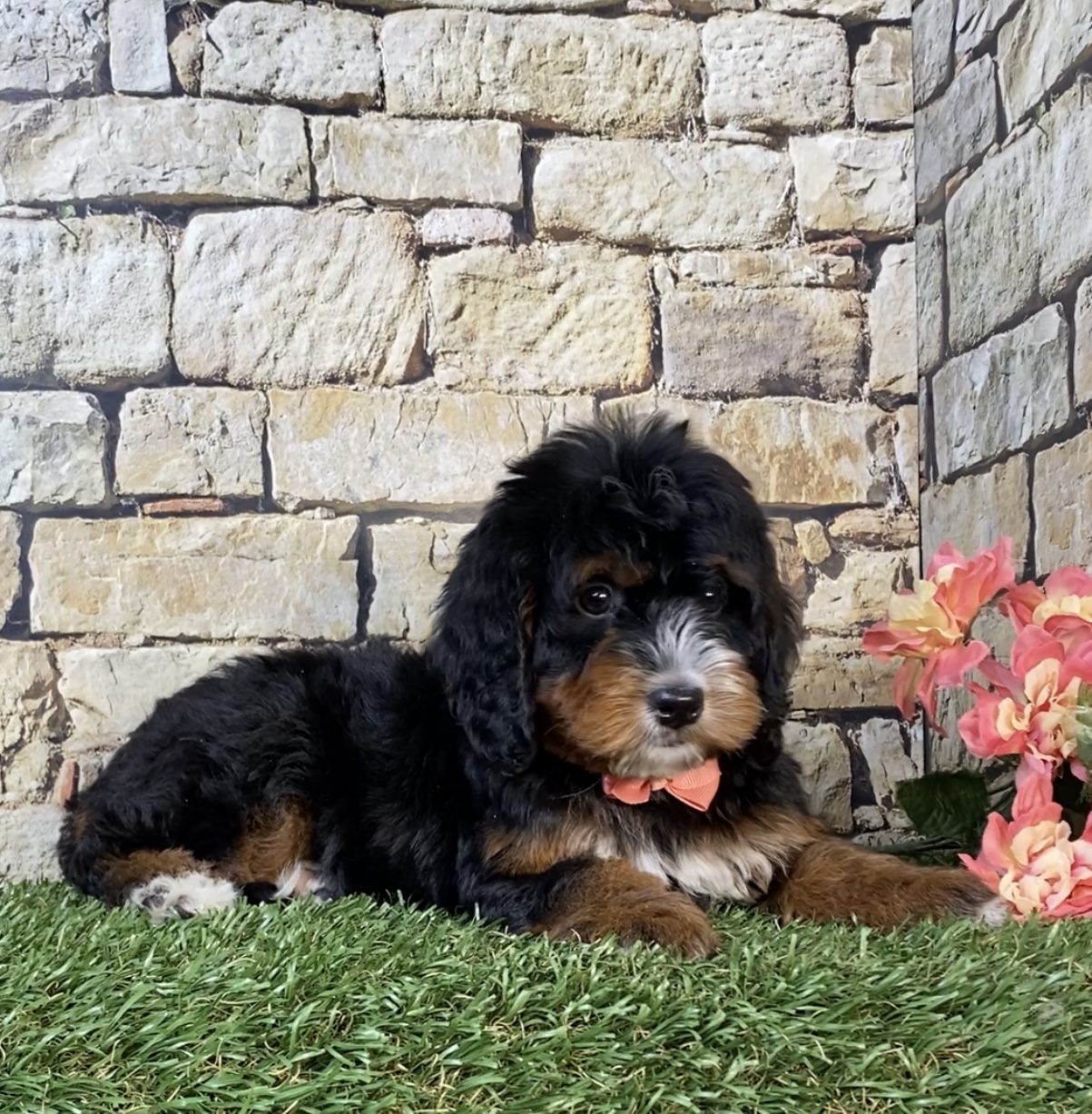 Photo of Ms. Noel the Mini-Bernedoodle puppy