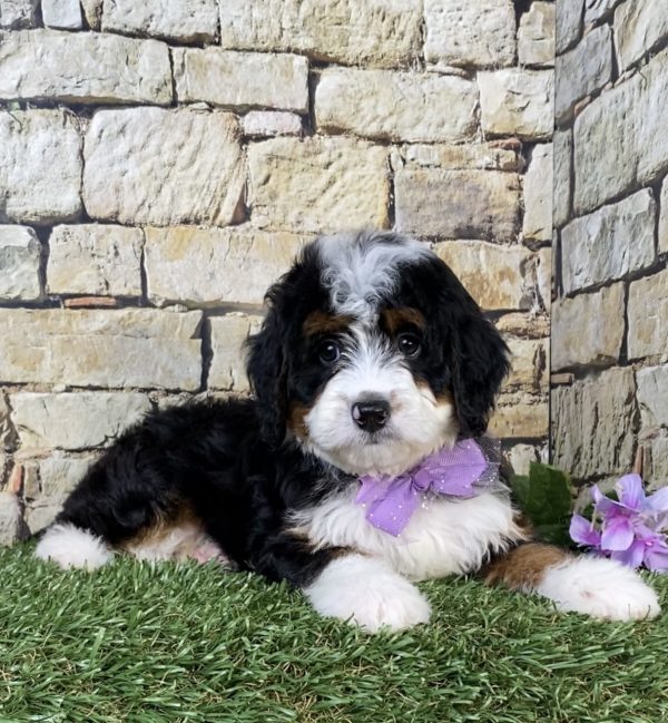 Photo of Ms. Nori the Mini-Bernedoodle puppy
