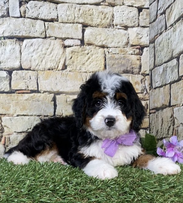 Photo of Ms. Nori the Mini-Bernedoodle puppy