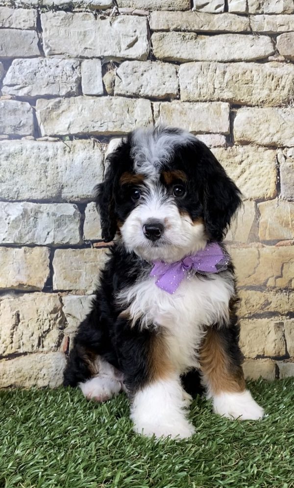 Ms. Nori the  Mini-Bernedoodle puppy