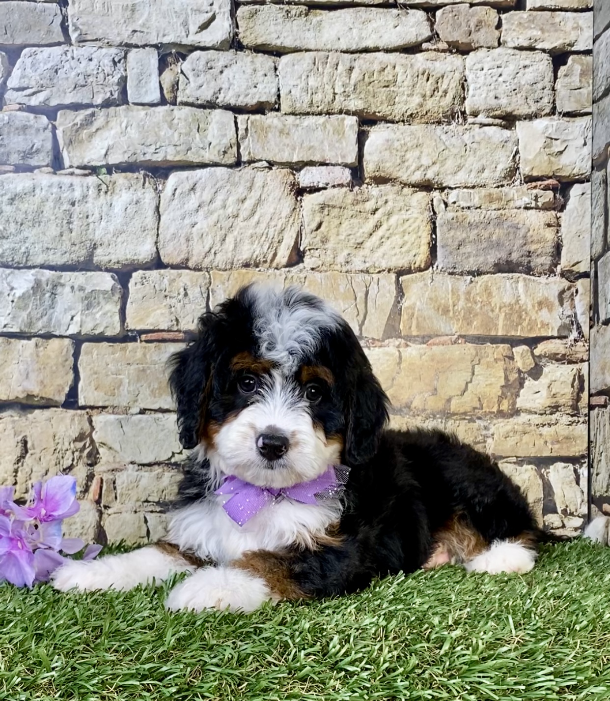 Photo of Ms. Nori the Mini-Bernedoodle puppy