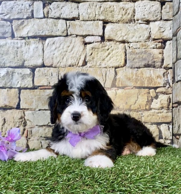 Photo of Ms. Nori the Mini-Bernedoodle puppy