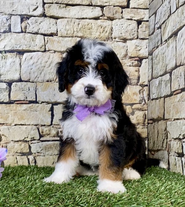 Photo of Ms. Nori the Mini-Bernedoodle puppy