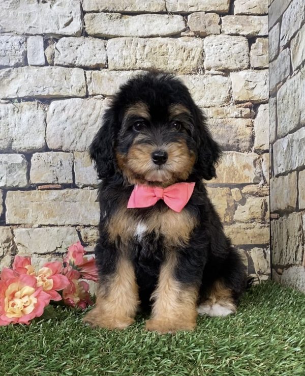 Ms. Oasis the F1B Micro Mini-Bernedoodle puppy