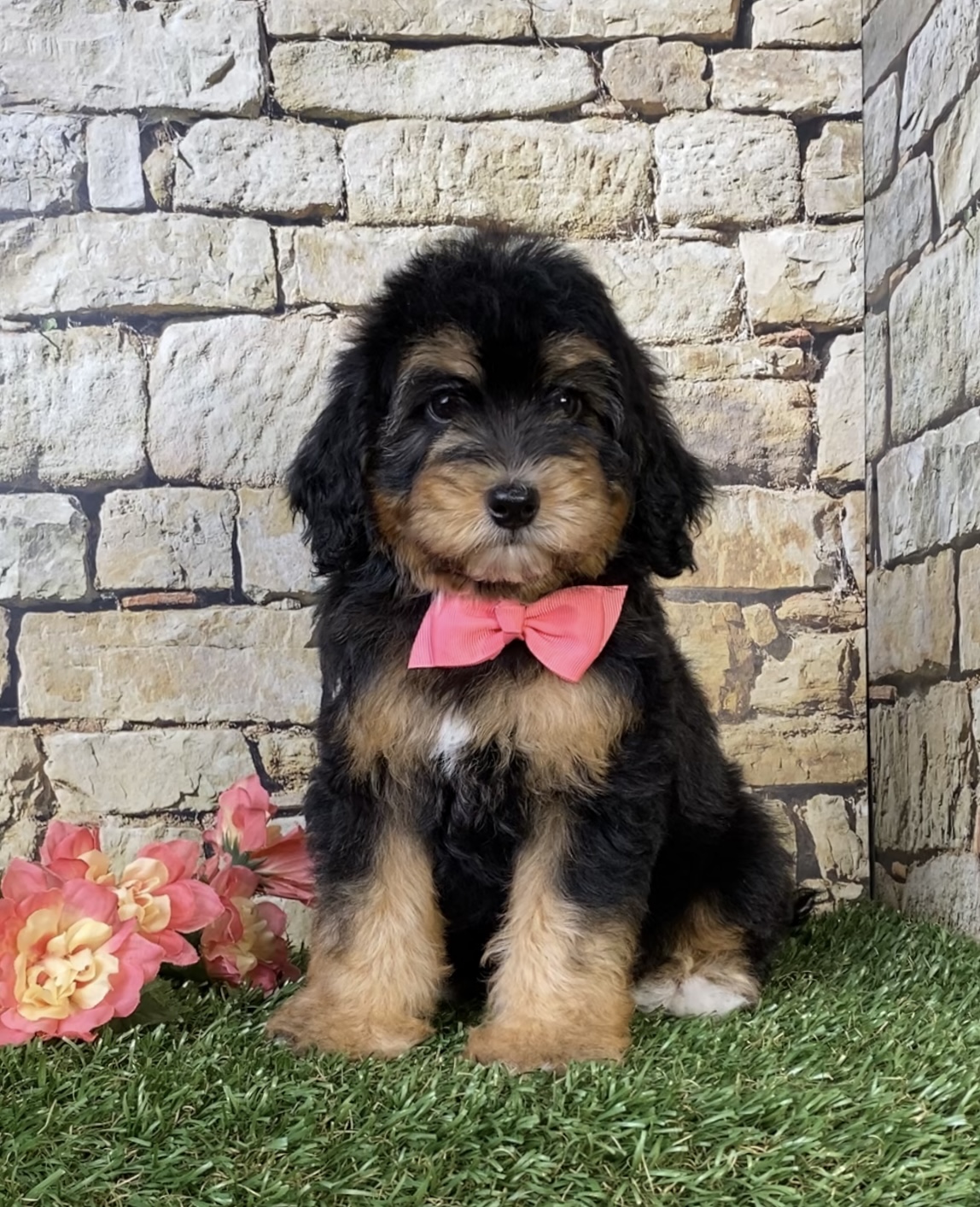 Photo of Ms. Oasis the F1B Micro Mini-Bernedoodle puppy