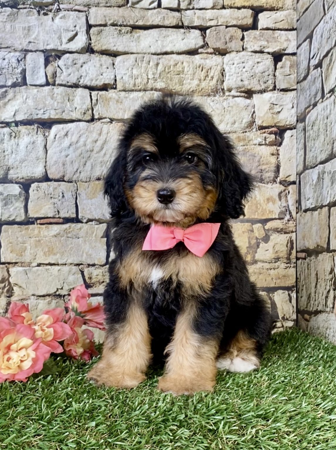 Photo of Ms. Oasis the F1B Micro Mini-Bernedoodle puppy