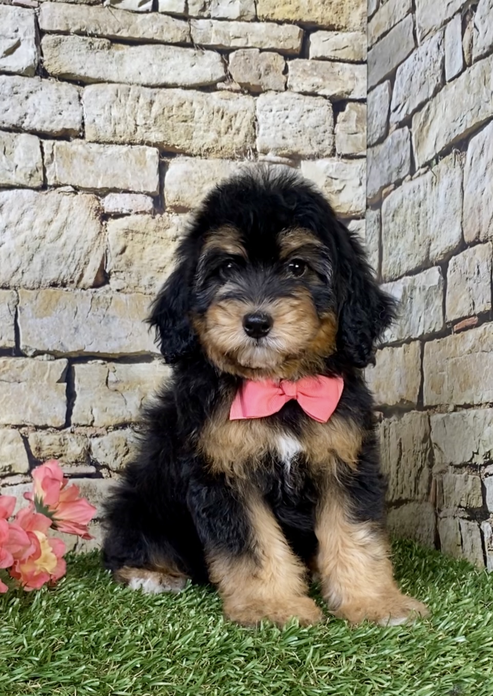 Photo of Ms. Oasis the F1B Micro Mini-Bernedoodle puppy