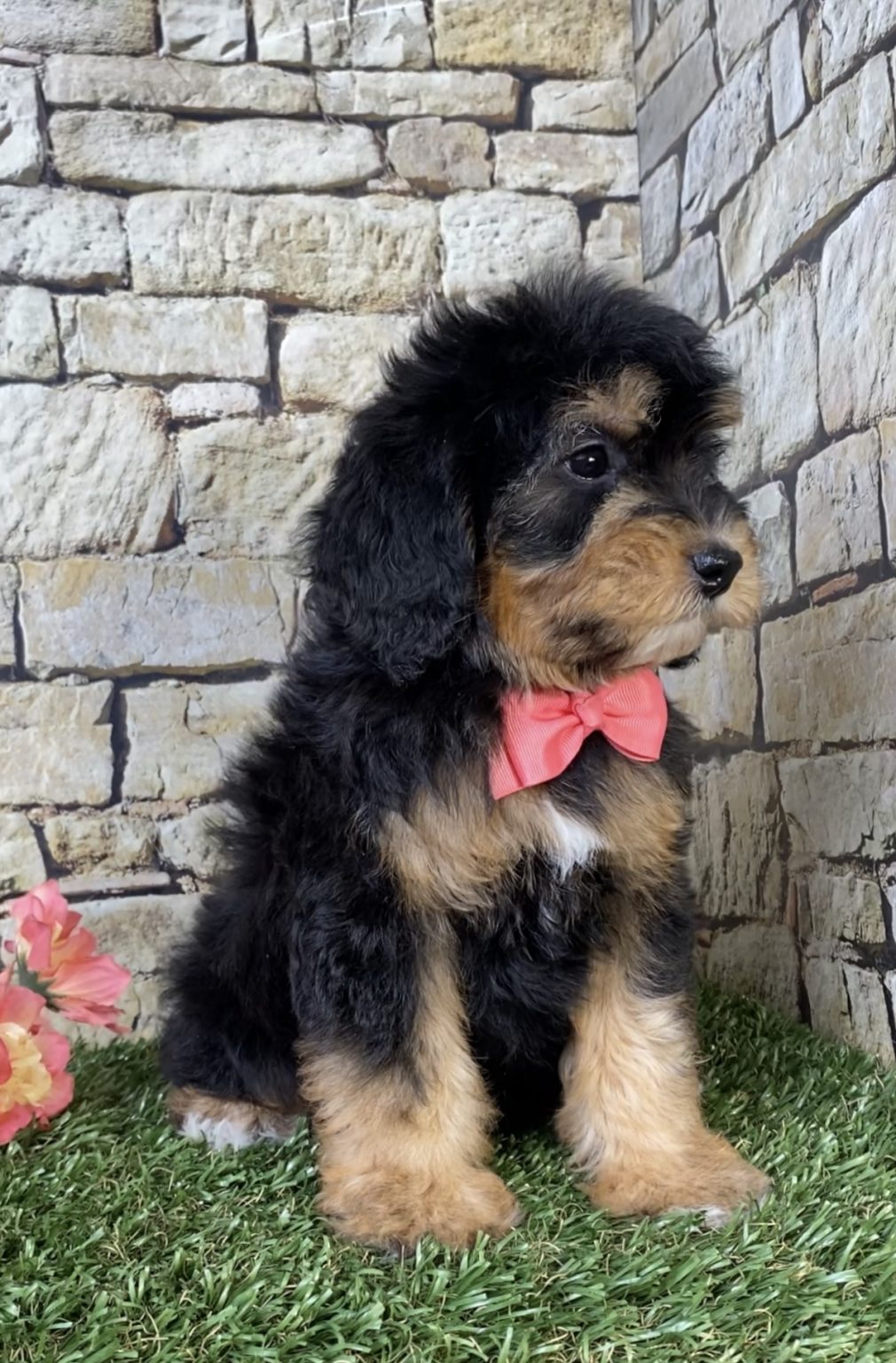Photo of Ms. Oasis the F1B Micro Mini-Bernedoodle puppy