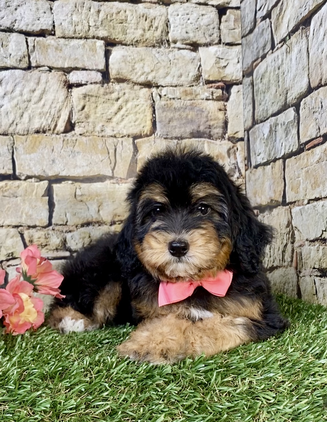 Photo of Ms. Oasis the F1B Micro Mini-Bernedoodle puppy