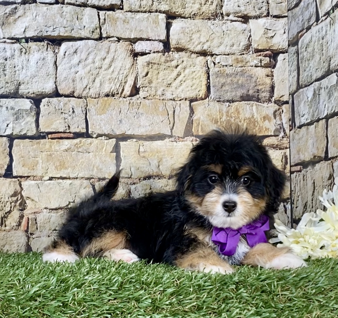 Photo of Ms. Oprah the F1B Micro Mini-Bernedoodle puppy
