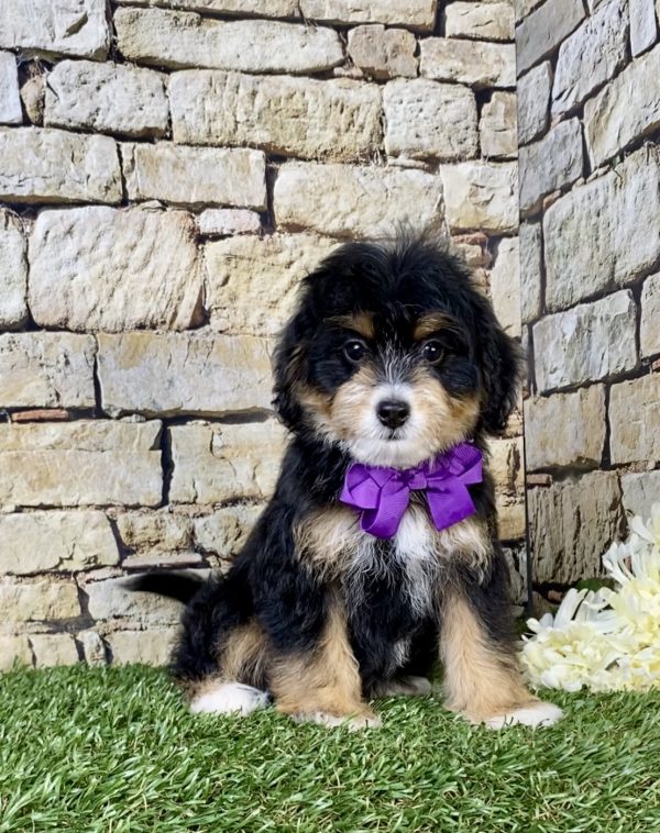 Ms. Oprah the F1B Micro Mini-Bernedoodle puppy