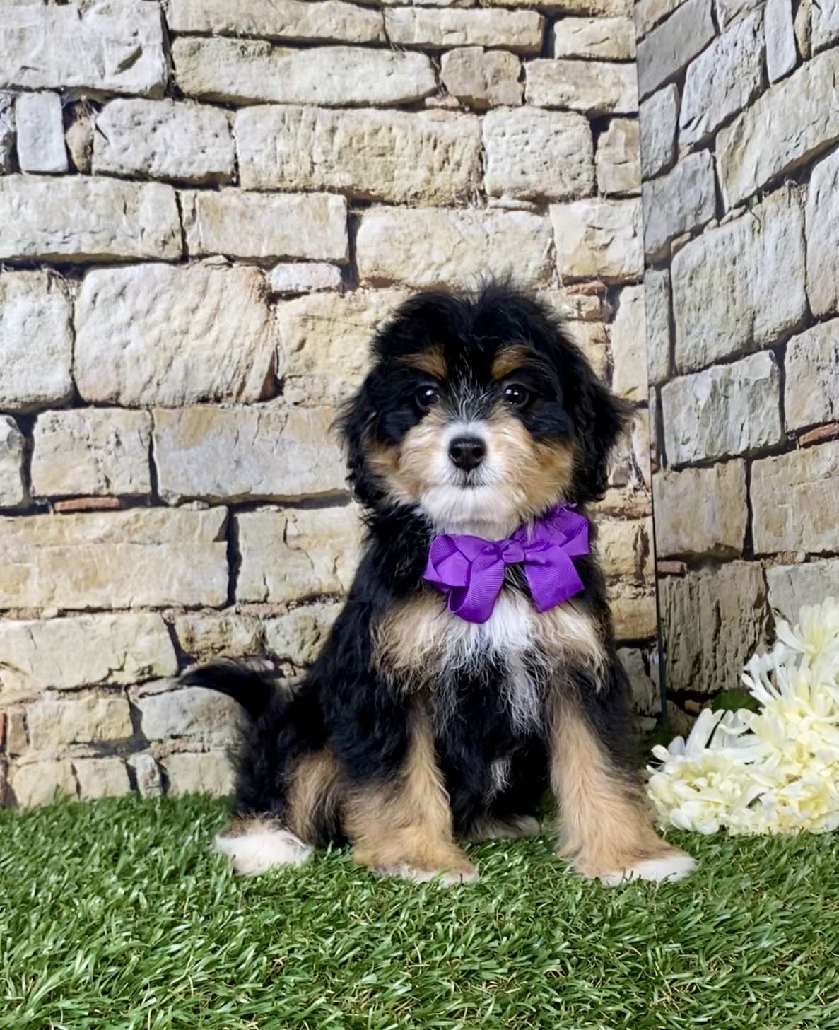 Photo of Ms. Oprah the F1B Micro Mini-Bernedoodle puppy