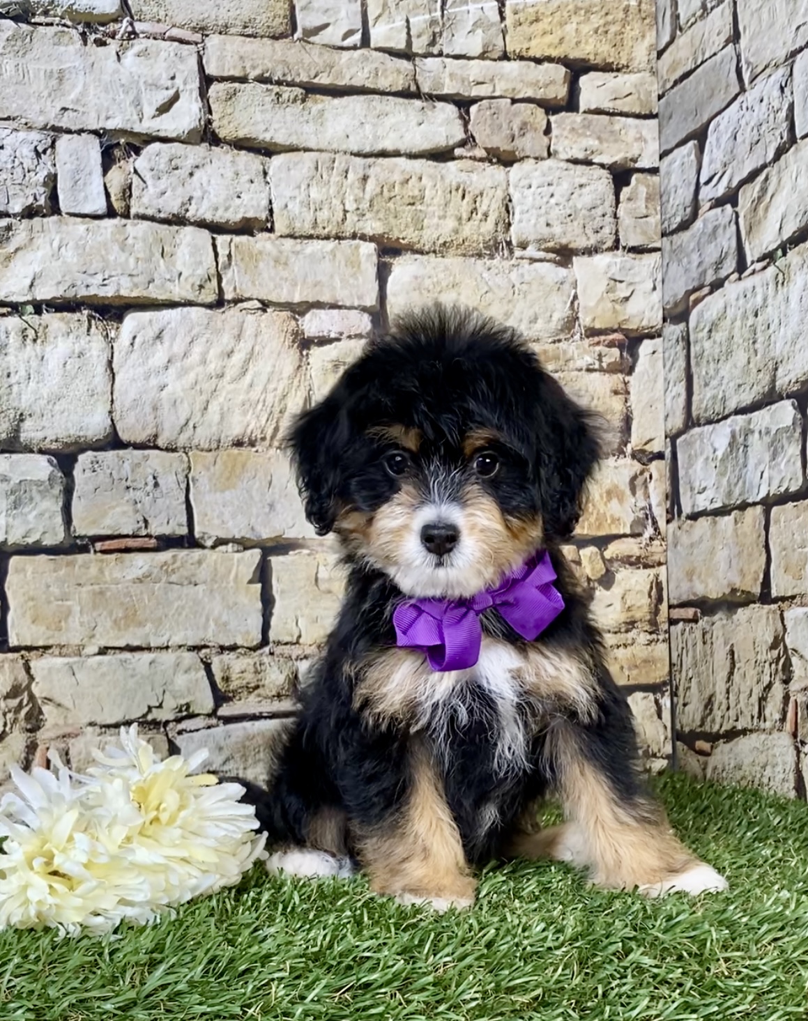 Photo of Ms. Oprah the F1B Micro Mini-Bernedoodle puppy