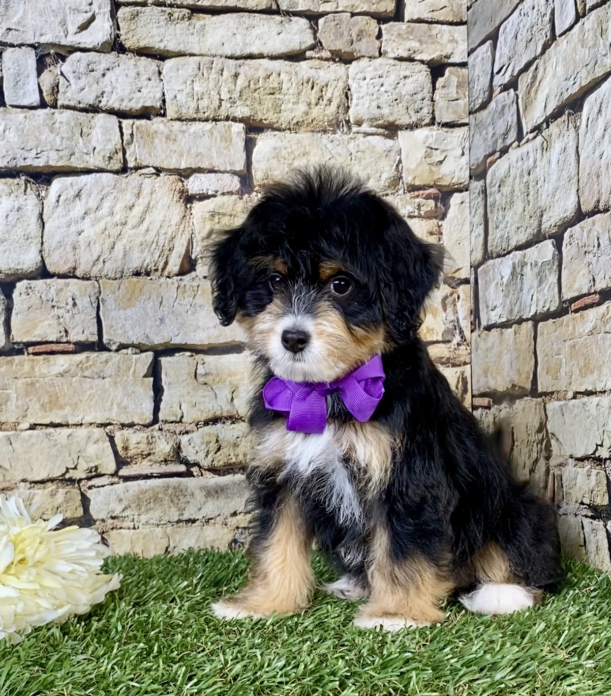 Photo of Ms. Oprah the F1B Micro Mini-Bernedoodle puppy