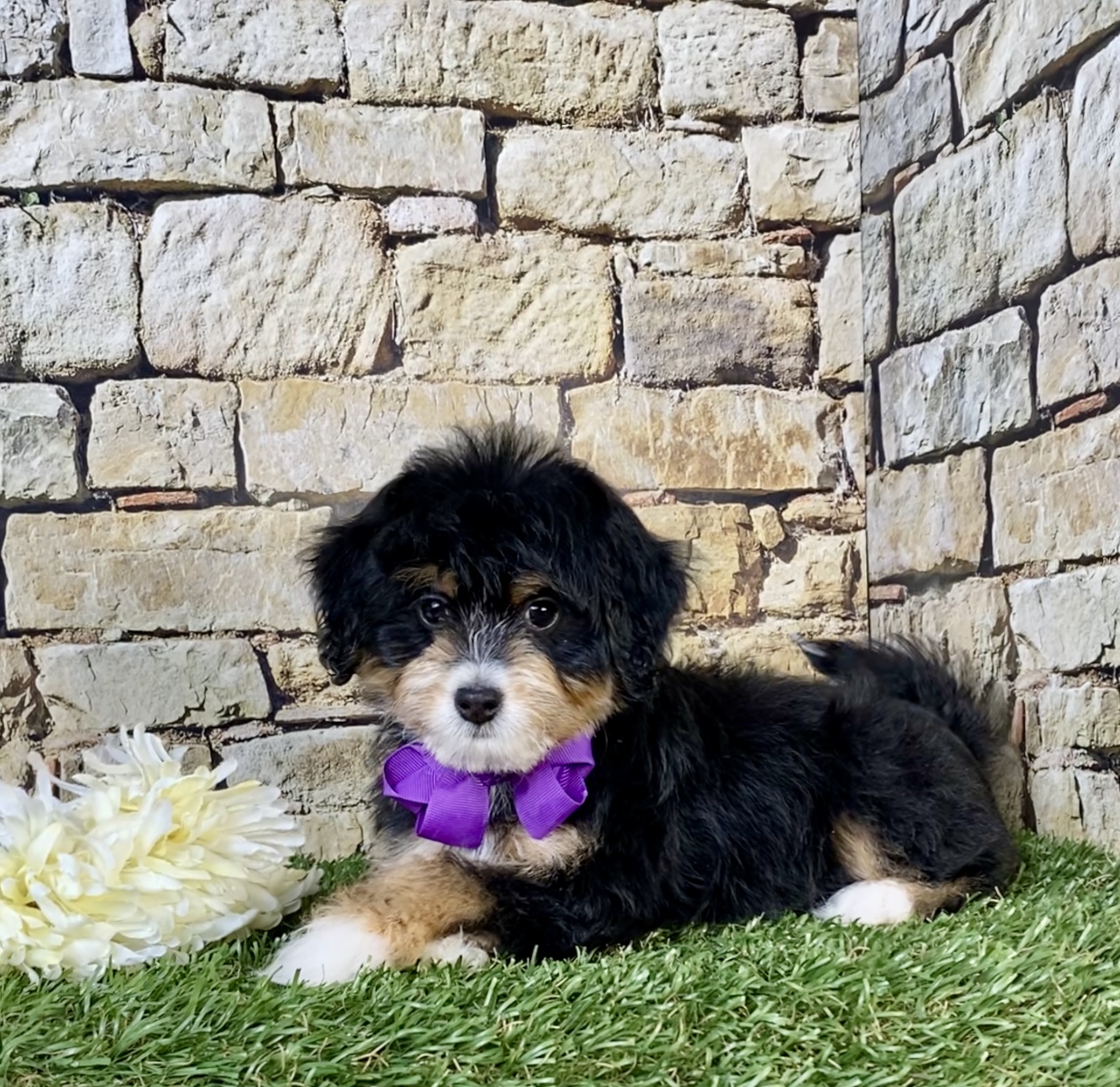 Photo of Ms. Oprah the F1B Micro Mini-Bernedoodle puppy
