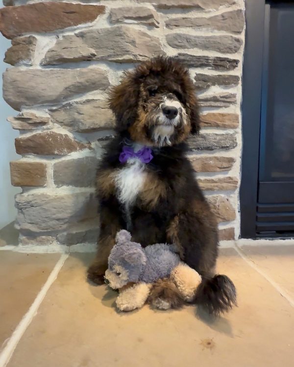 Ms. Rain the F2 Mini-Bernedoodle (Crate Trained) puppy