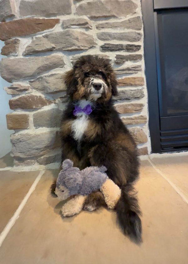 Ms. Rain the F2 Mini-Bernedoodle (Crate Trained) - Image 9