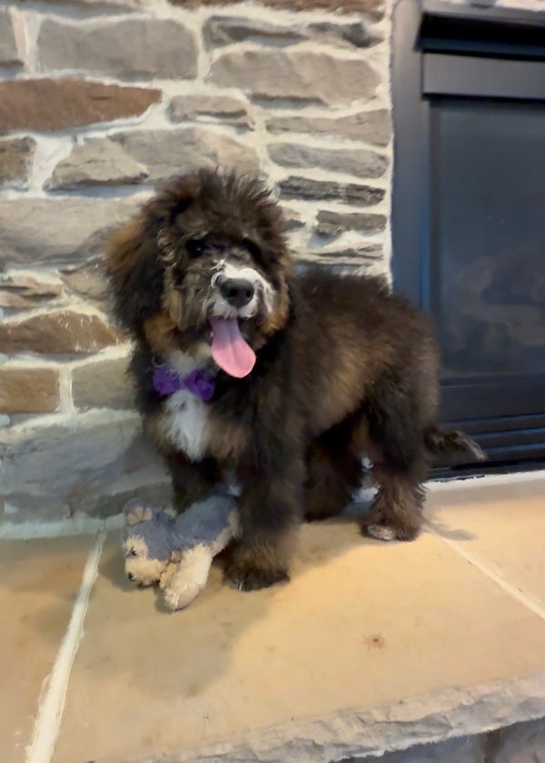 Ms. Rain the F2 Mini-Bernedoodle (Crate Trained) - Image 8