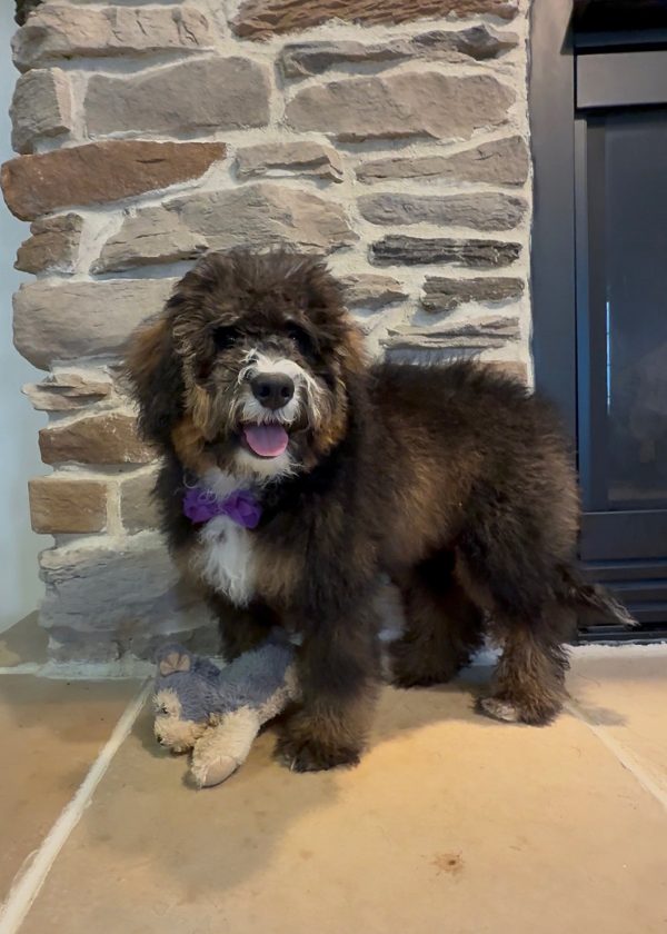 Ms. Rain the F2 Mini-Bernedoodle (Crate Trained) - Image 7
