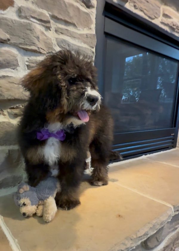 Ms. Rain the F2 Mini-Bernedoodle (Crate Trained) - Image 6