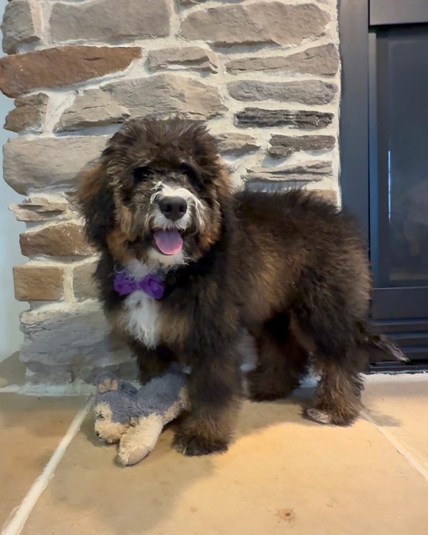 Ms. Rain the F2 Mini-Bernedoodle (Crate Trained) - Image 5