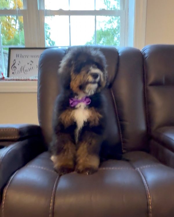 Ms. Rain the F2 Mini-Bernedoodle (Crate Trained) - Image 4