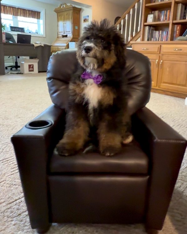 Ms. Rain the F2 Mini-Bernedoodle (Crate Trained) - Image 3