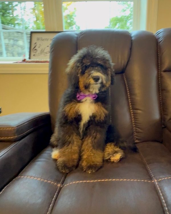 Ms. Rain the F2 Mini-Bernedoodle (Crate Trained) - Image 2