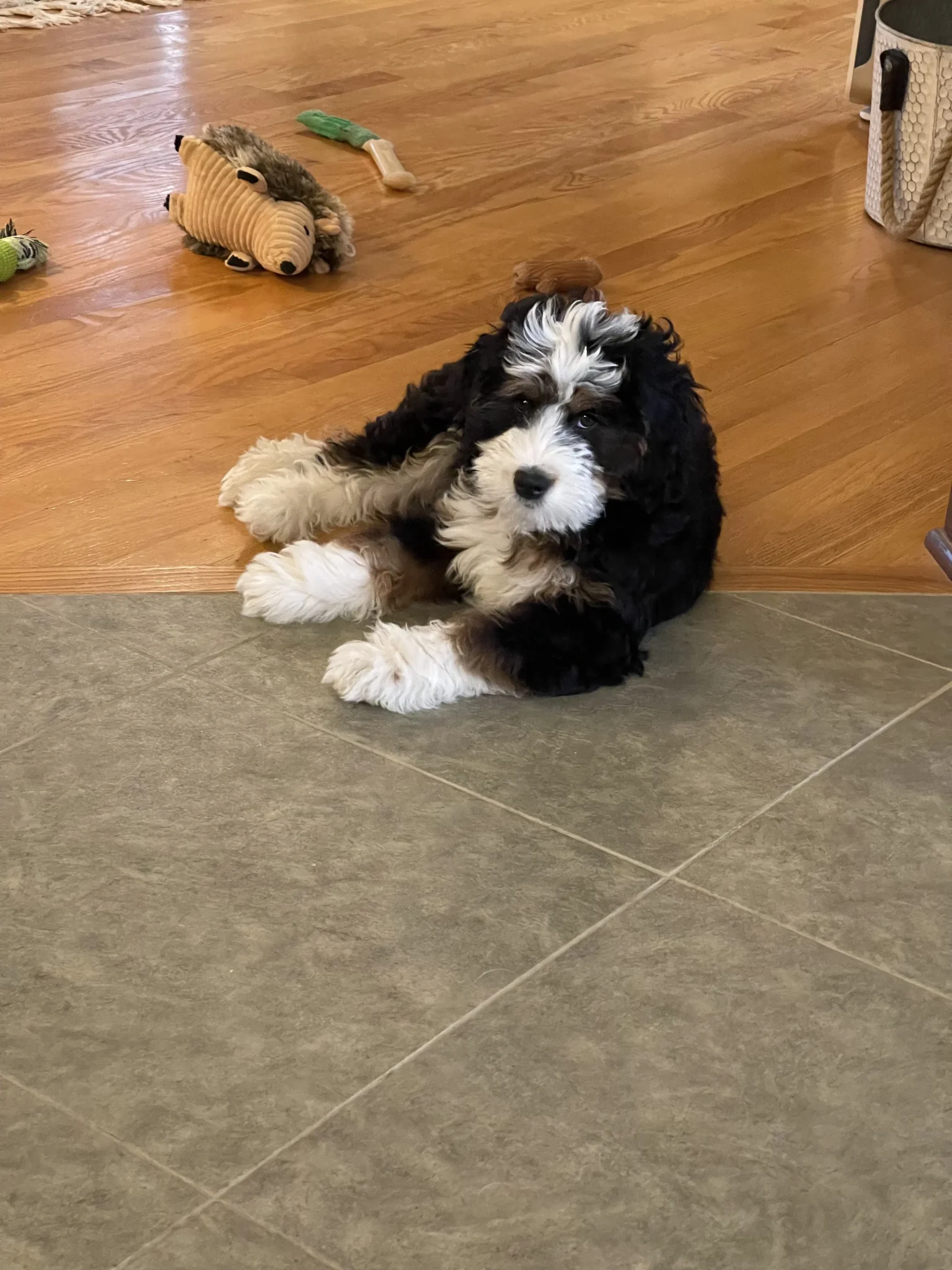 Smart Little Guy