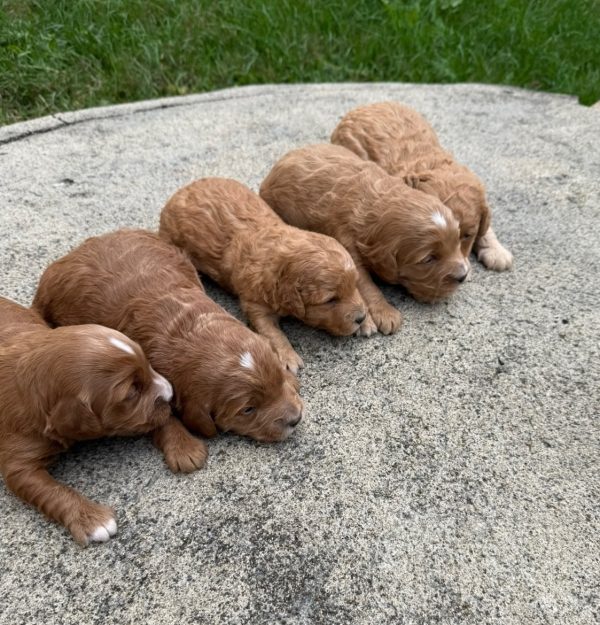 Ms. Daisy the F1B Micro Mini-Goldendoodle - Image 8