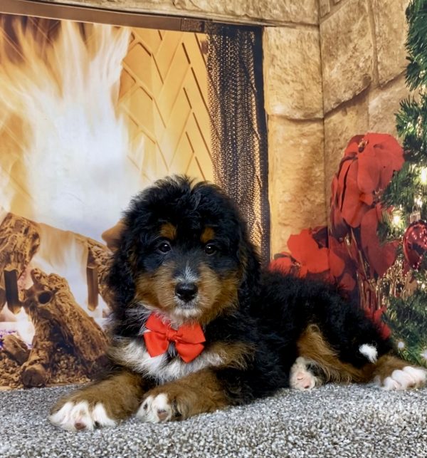 Mr. Alex the  Mini-Bernedoodle puppy