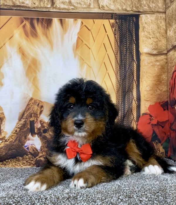 Photo of Mr. Alex the Mini-Bernedoodle puppy
