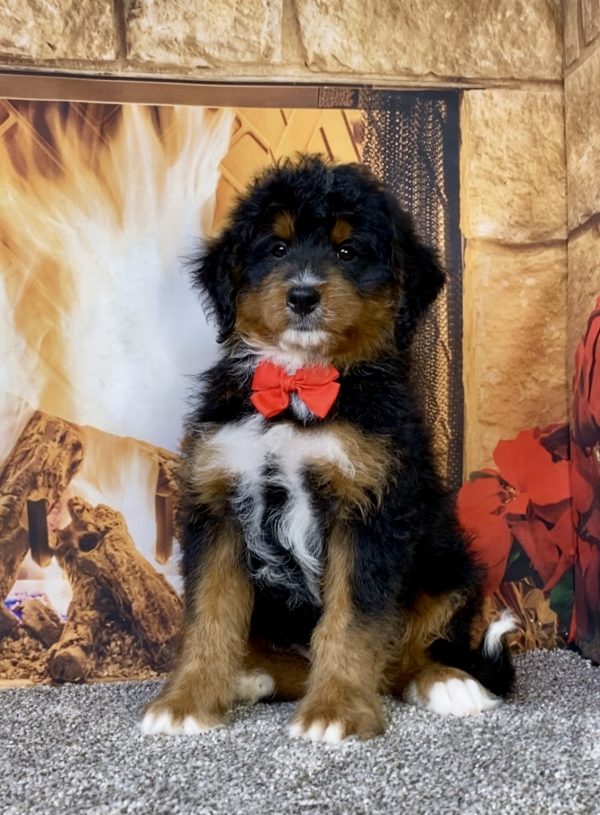 Photo of Mr. Alex the Mini-Bernedoodle puppy