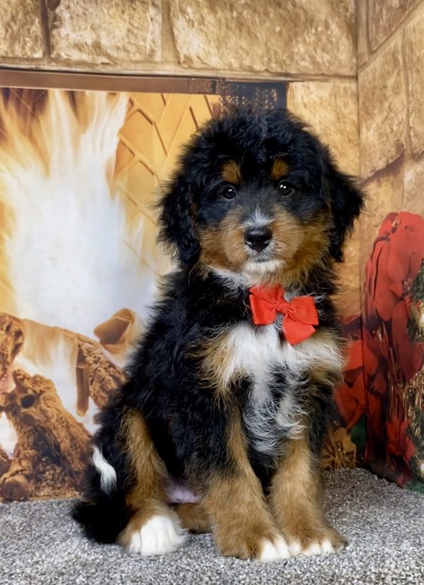 Photo of Mr. Alex the Mini-Bernedoodle puppy