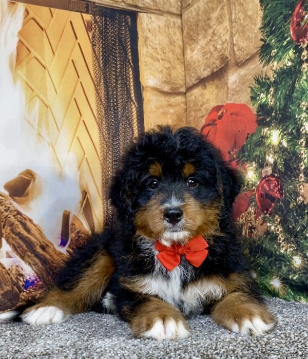 Photo of Mr. Alex the Mini-Bernedoodle puppy