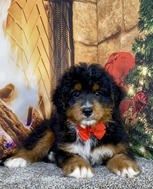 Photo of Mr. Alex the Mini-Bernedoodle puppy
