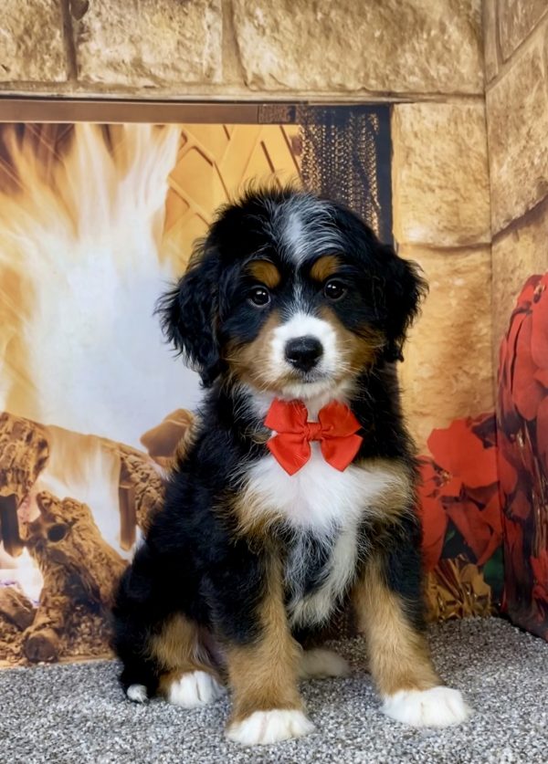 Mr. Asher the  Mini-Bernedoodle puppy