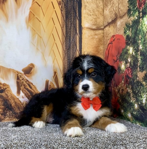 Photo of Mr. Asher the Mini-Bernedoodle puppy
