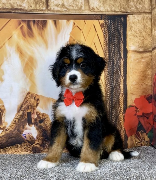 Photo of Mr. Asher the Mini-Bernedoodle puppy