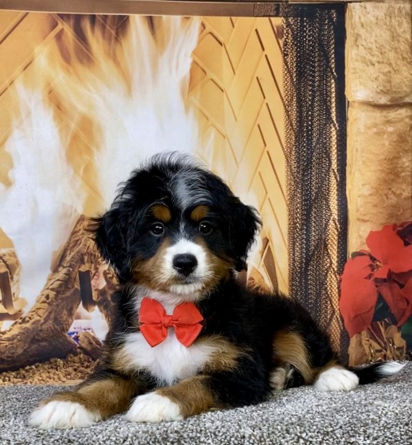 Photo of Mr. Asher the Mini-Bernedoodle puppy