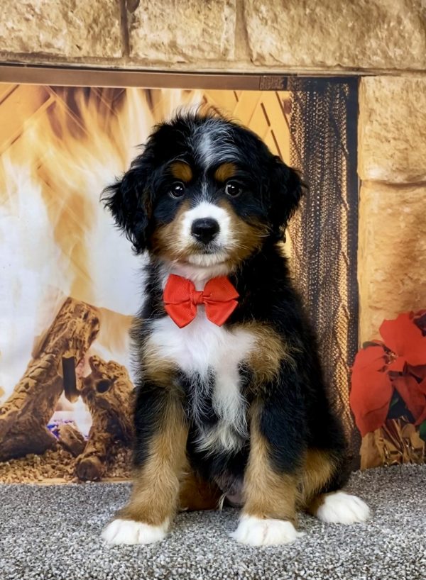 Photo of Mr. Asher the Mini-Bernedoodle puppy