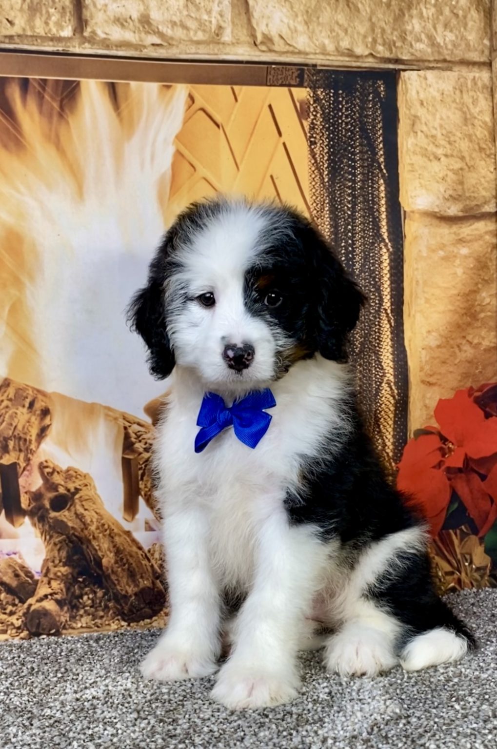 Photo of Mr. Augie the Mini-Bernedoodle puppy