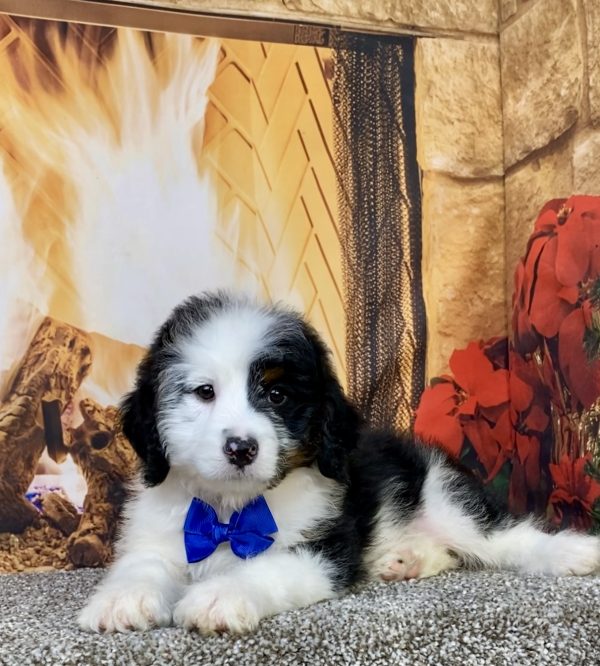 Photo of Mr. Augie the Mini-Bernedoodle puppy