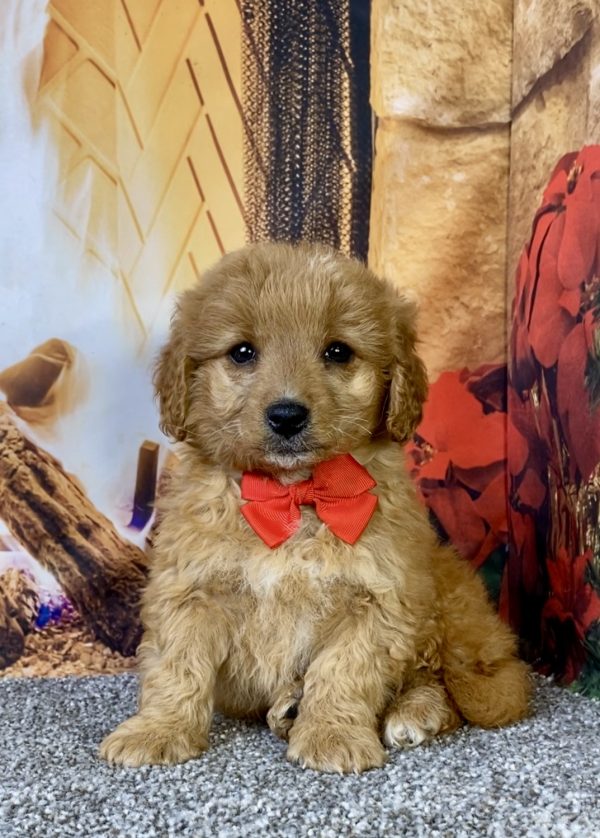 Photo of Mr. Dandy the F1B Micro Mini-Bernedoodle puppy